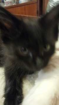 Черный котик пушистик от кошки породы Ангора