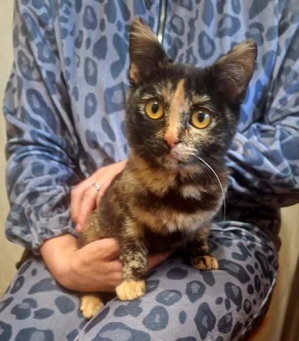 Стерелизованная  миниатюрная кошечка Алиса .