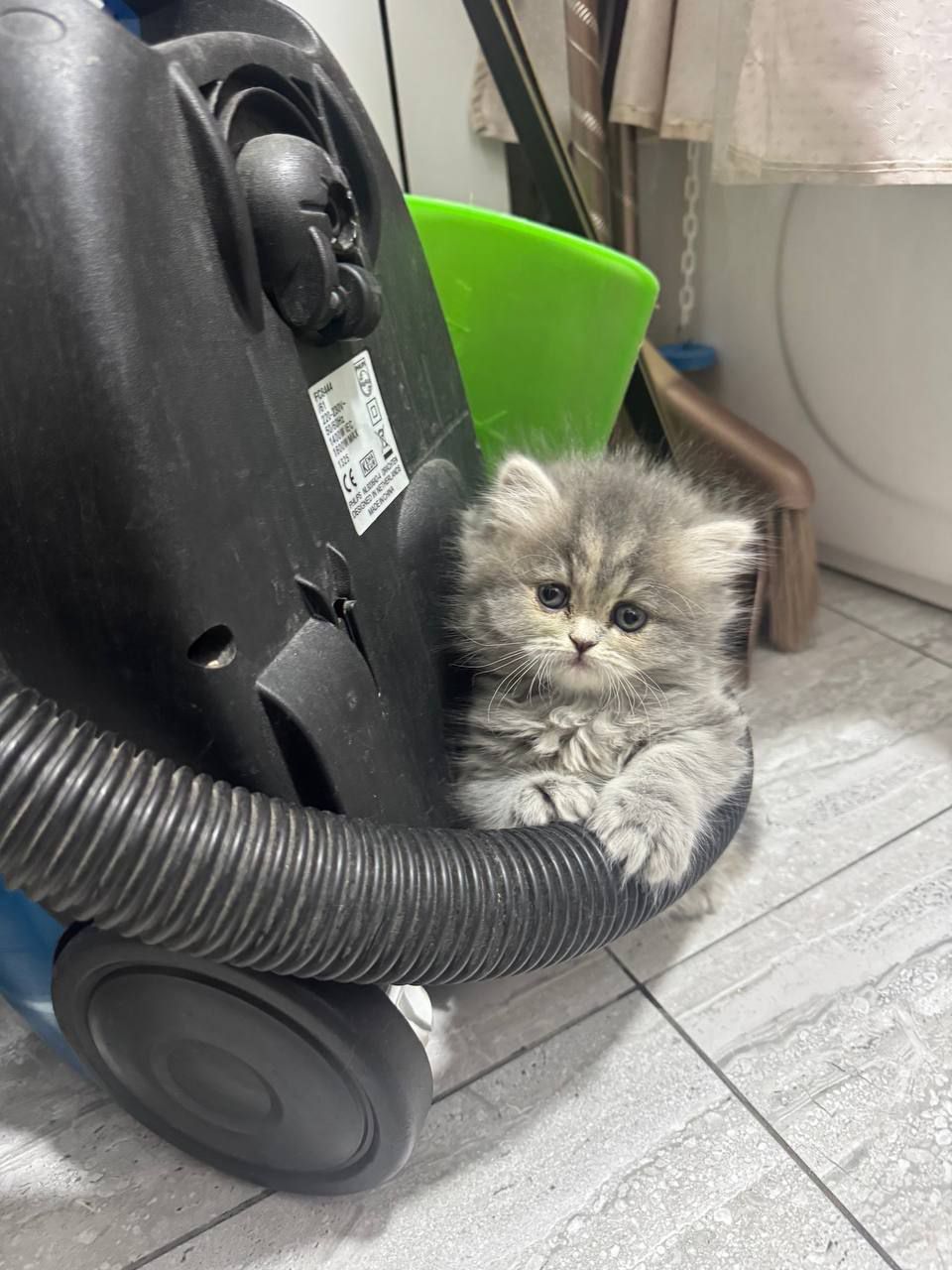 Продается котята