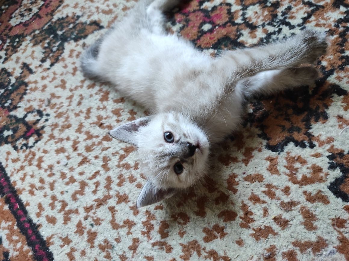 Сиамский котенок , мальчик