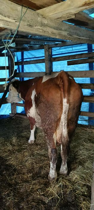 Vaca de vânzare gestanta