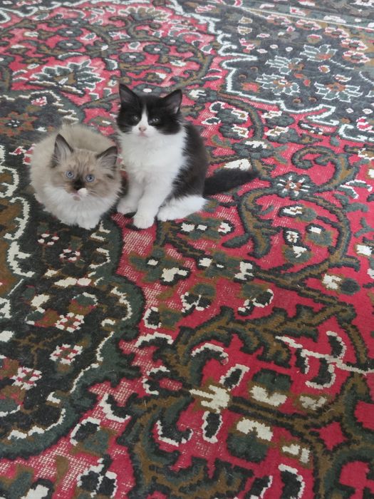 Очаровательные котята — домашние, ласковые и очень игривые.