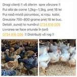 Pui de rasă mixtă și albi de carne
