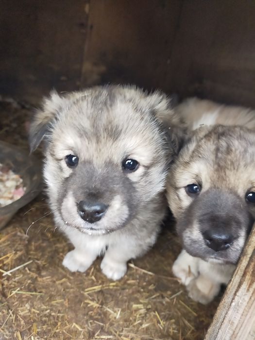 Отдам щенков щвонки