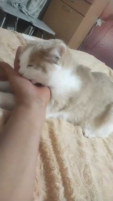 Кошка осталась сиротой. Нужен дом!