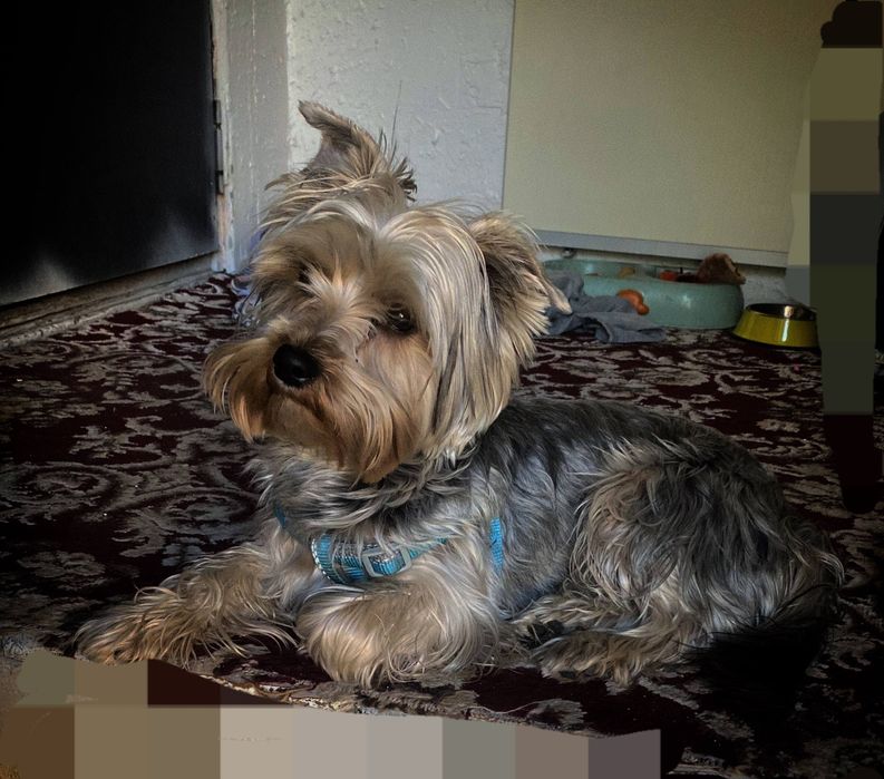 Продам йоркширского терьера (мальчик)