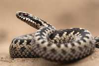 Уничтожение змей и Скарпионов Дезинфекция Дизинфексия