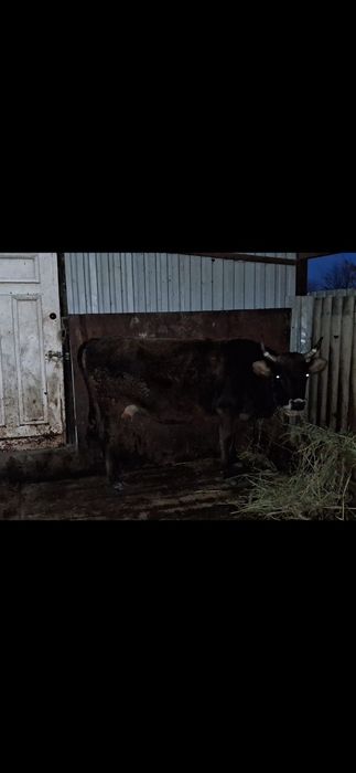 Карова  , молочная