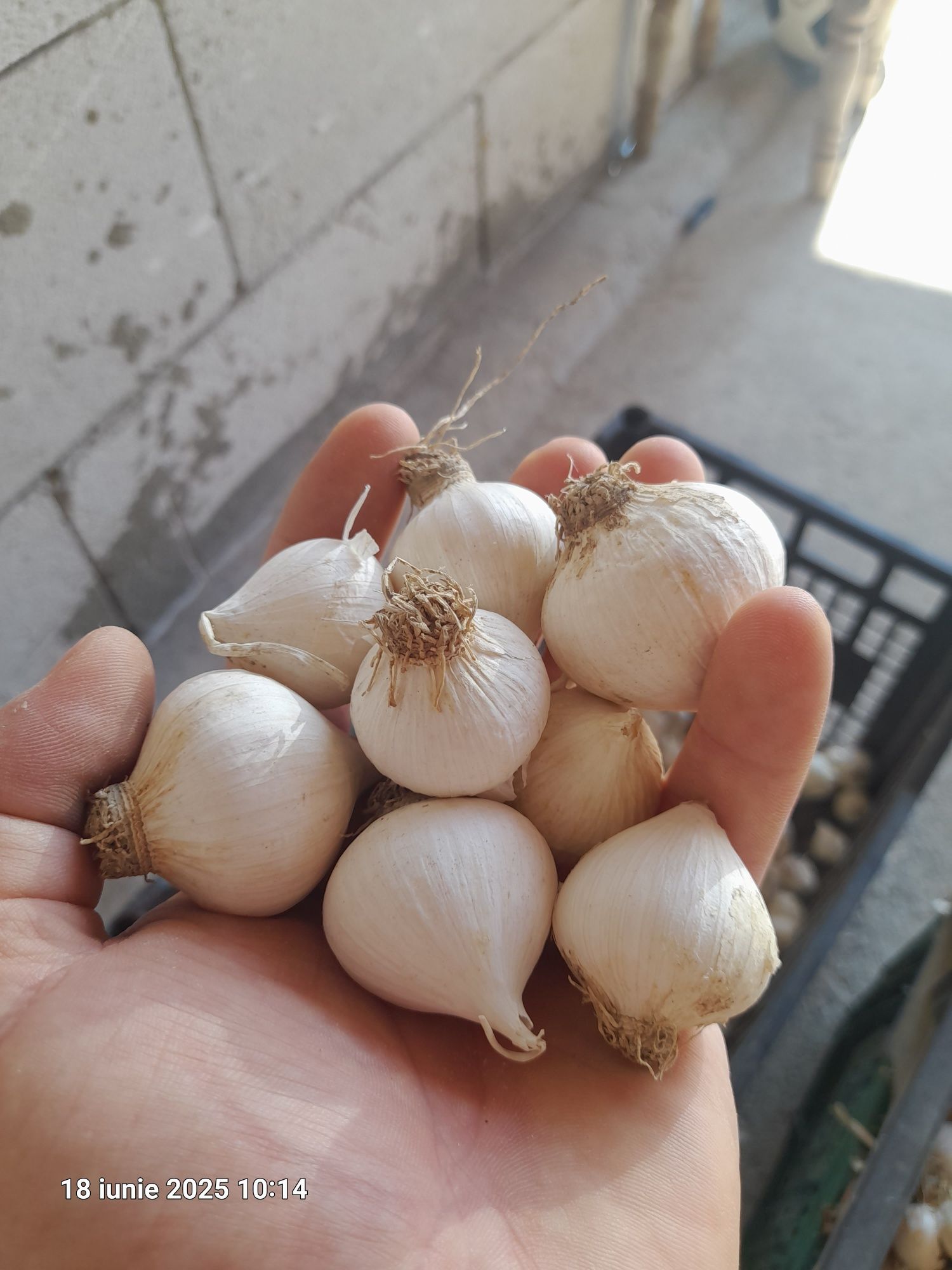 UsUsturoi Baib (cu un singur cățel ) românesc