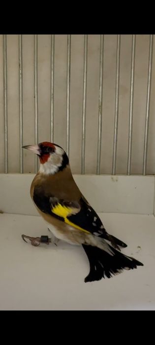 Сава кокил йилли сотилади