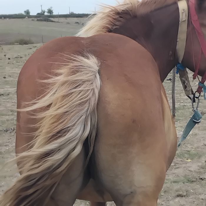 Vand manza de 2 ani