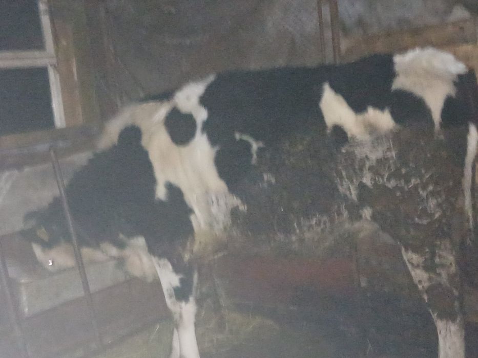 Vand vitea de aprx un an si 8 luni