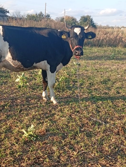 Vacă tânără gestanta in 2 luni