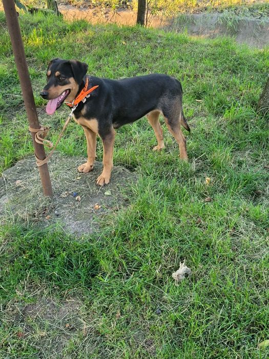 Câine de vânătoare