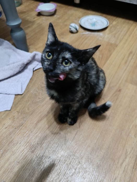 Отдам котенка девочку