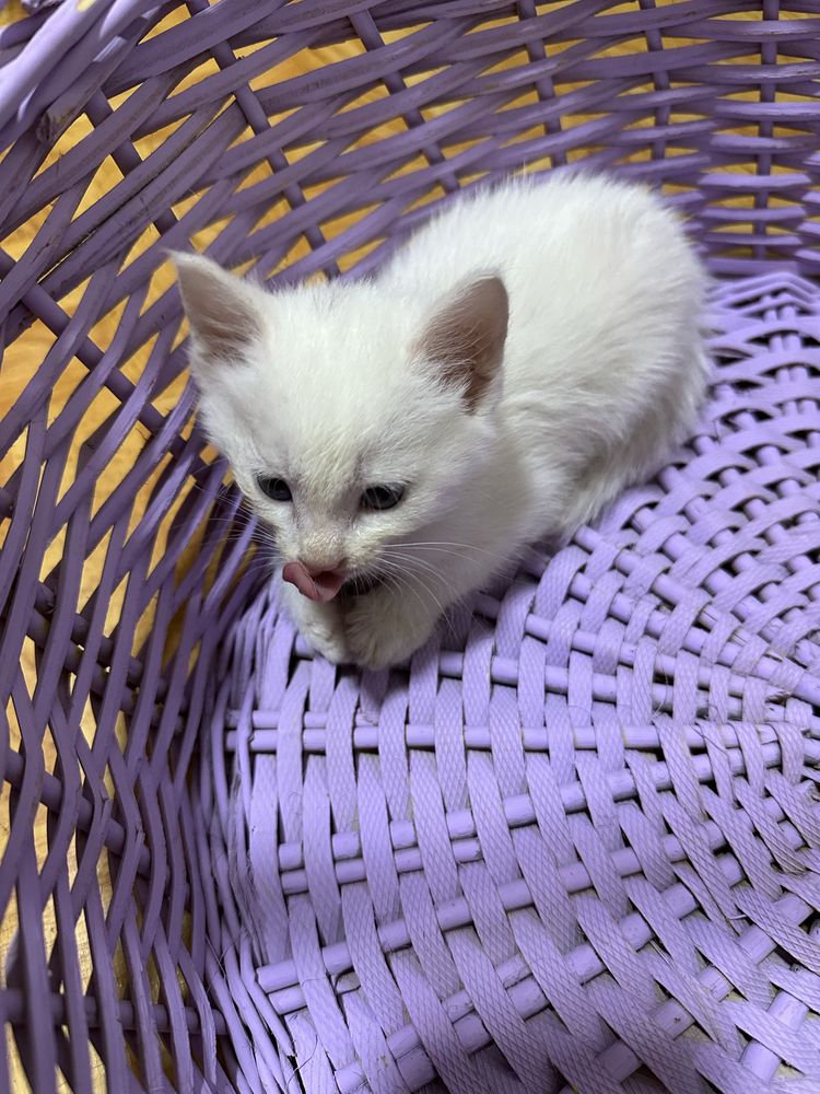 Котята даром в хорошие руки