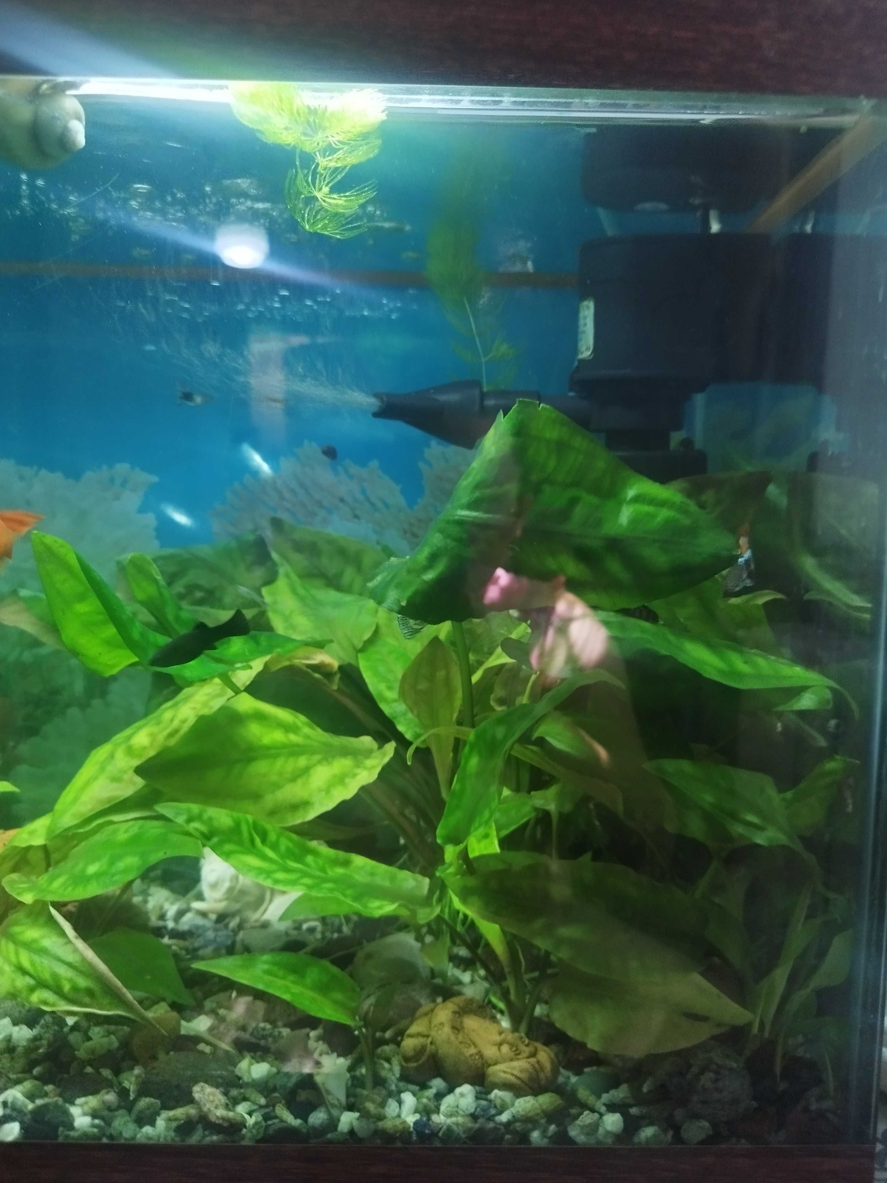 Продам 6 больших кустов криптокарины.