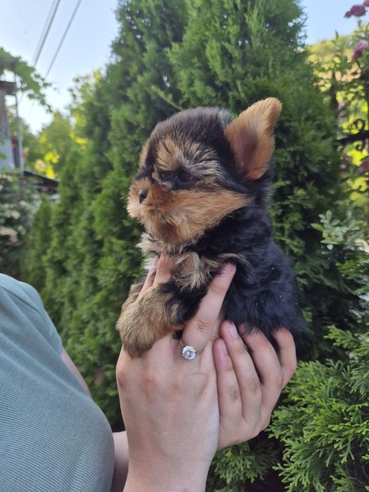 Йоркширски териер мини йорки