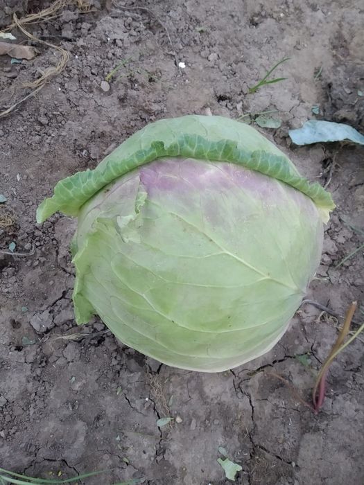 Семе за Зеле- knezhkotozele