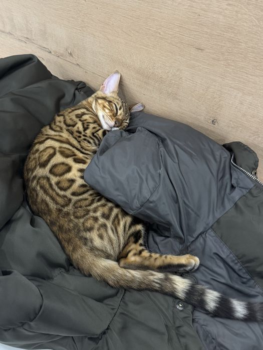 Бенгалский котенок, 3 месяца