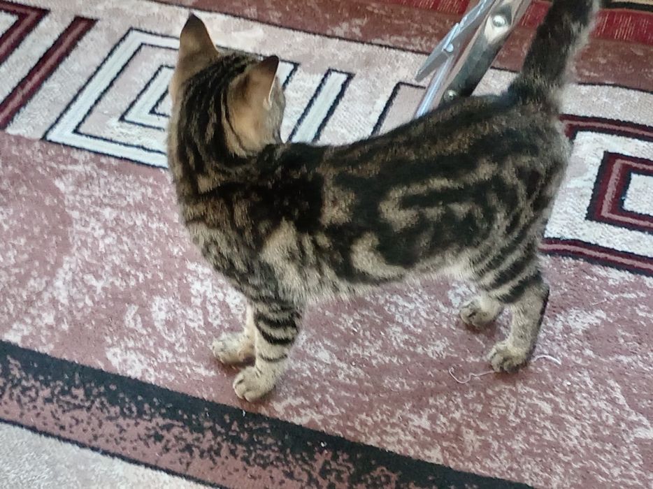 Mushuk bengal sotiladi