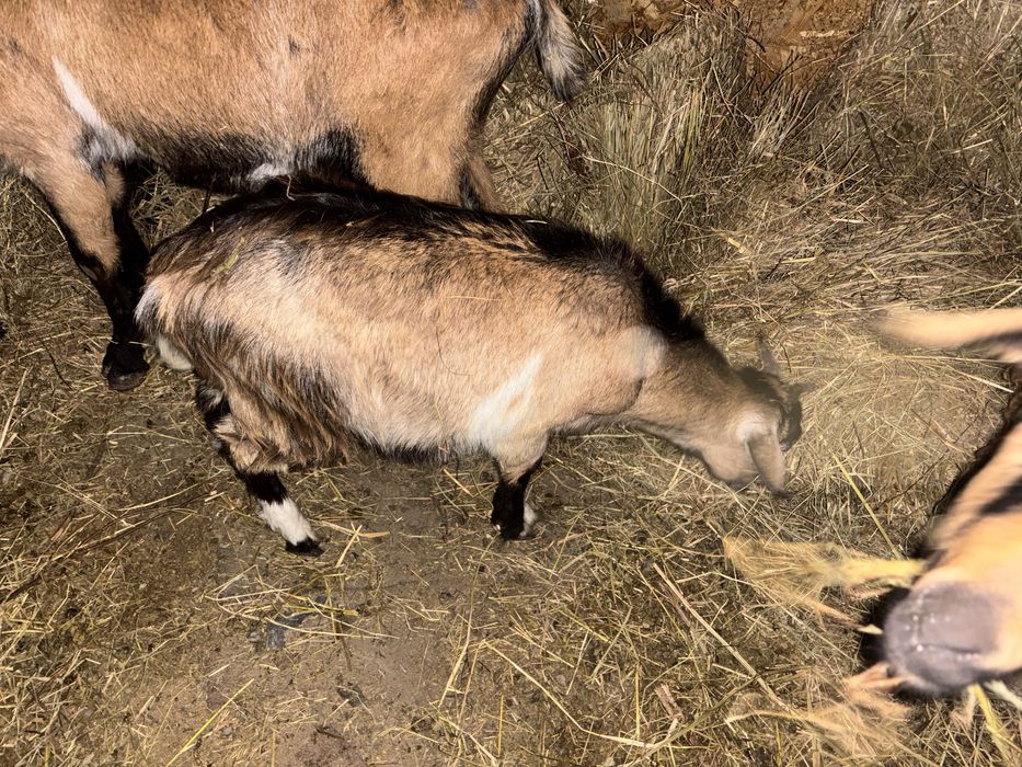 De vanzare !!! Se vand impreuna la pachet