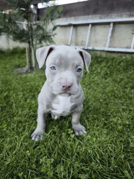 Fetiță american bully ABKC