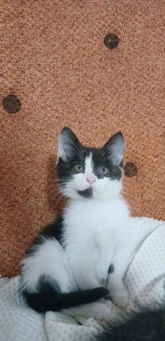 Котята приучены к лоточку и когтеточке