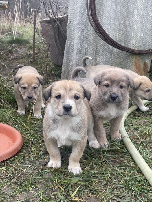 Cățeluși spre adoptie