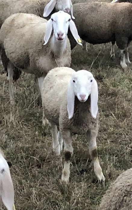 Vând berbecuți Bergamasca