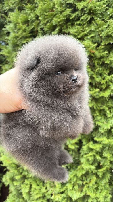 Мини помернский шпиц премиум класса!