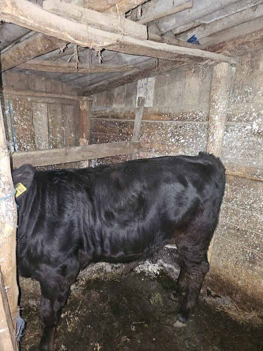 Vițică angus foarte frumoasă