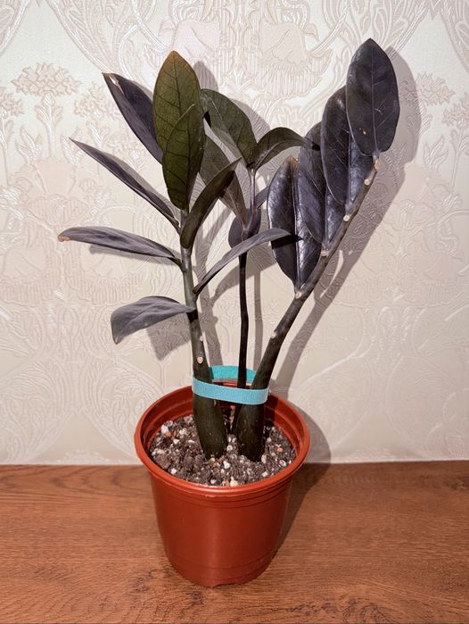 Замиокулькас, комнатные растения, комнатные цветы