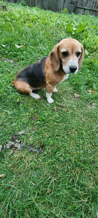Donez Beagle femela