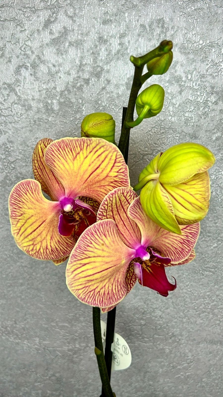 Орхидеи 65см 7000 тенге