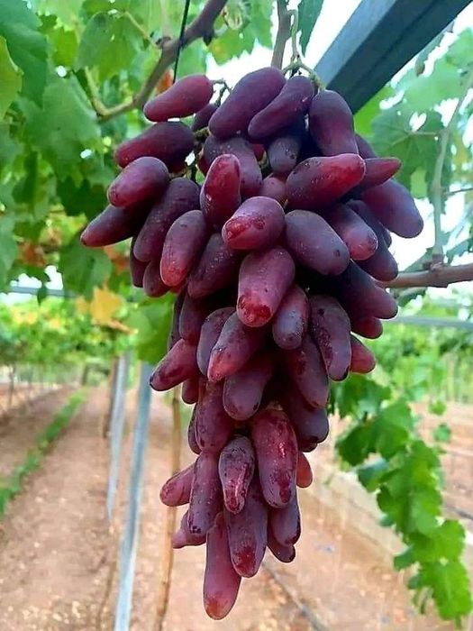 Soiuri disponibile de viță de vie
