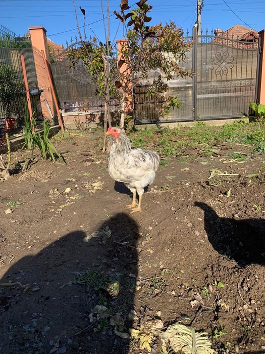 Vand Cocosi Araucana