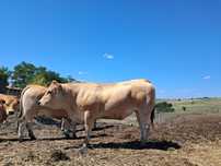 Vand junici Aubrac