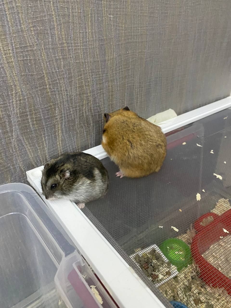 Хомячки домашние,ручные