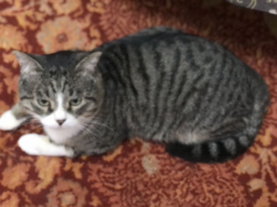 отдам взрослого кота ))