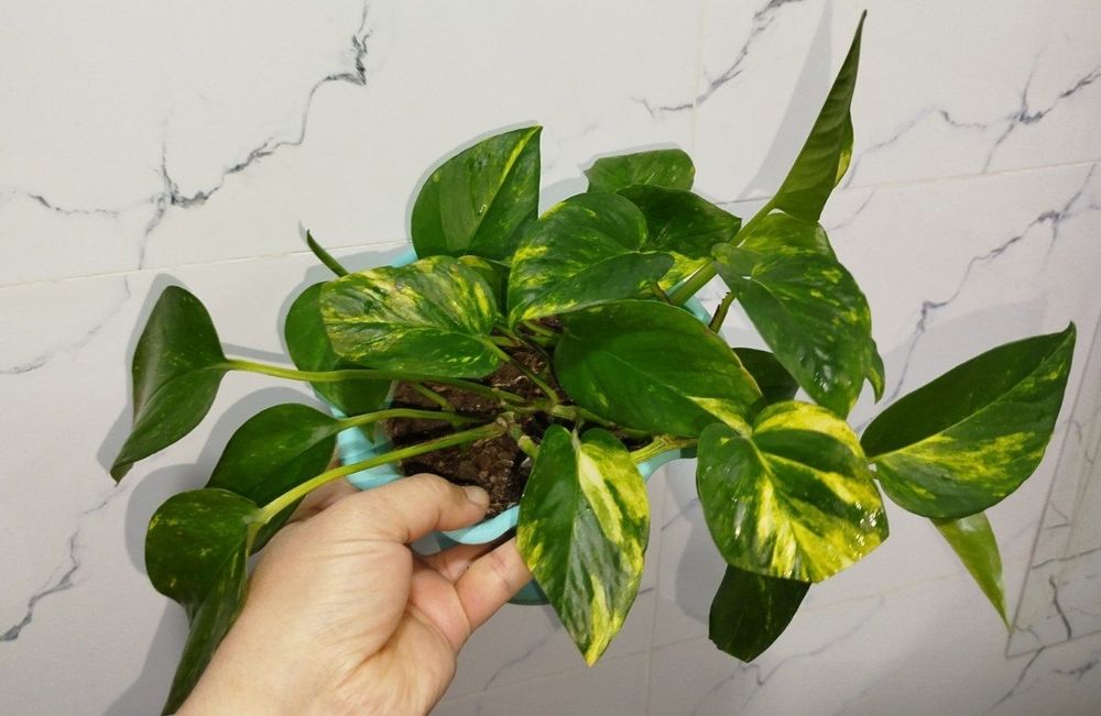 Stendapsus varigatniy