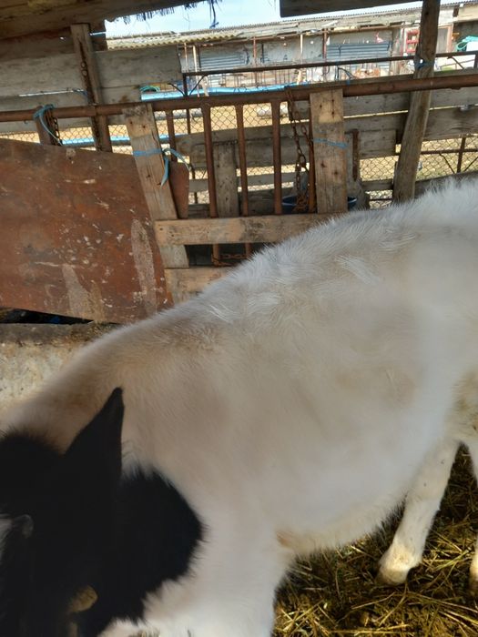 Vaan tauras la pretul de 3000 de lei