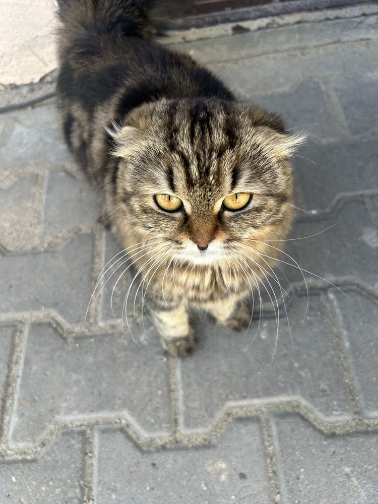 Продам шотланскую вислоухую кошку