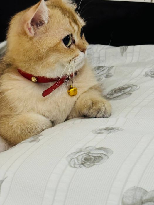 Золотая шиншилла