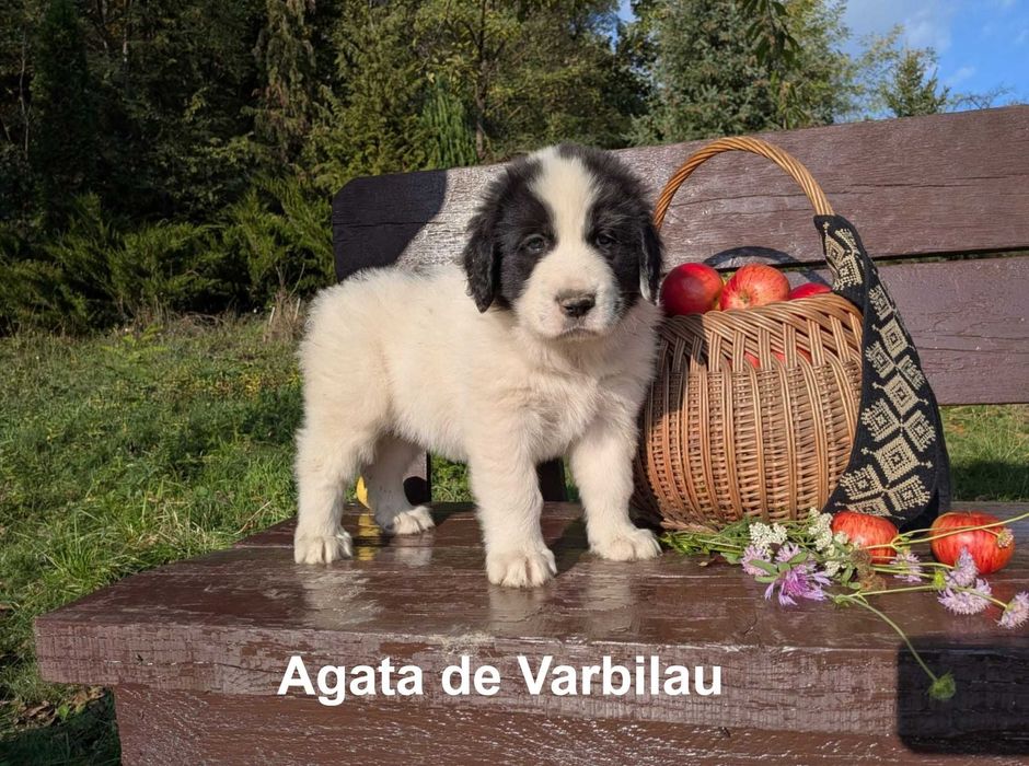 Pui Ciobanesc de Bucovina