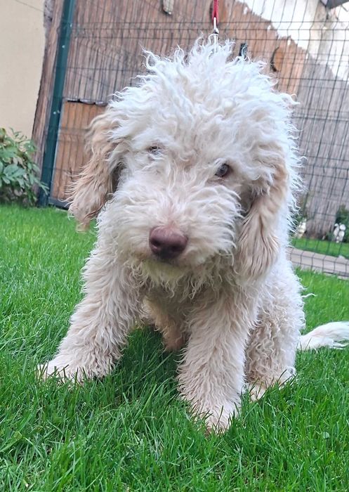 Disponibil mascul galben de Lagotto Romagnolo