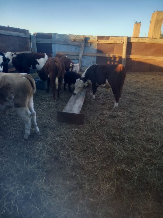 10 бас патцос бар