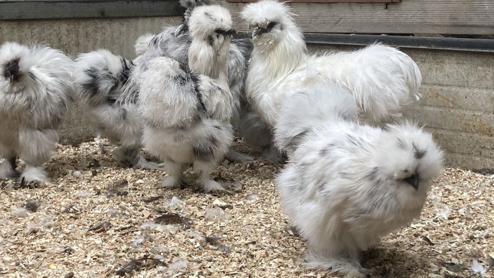 Matase japoneza 2024