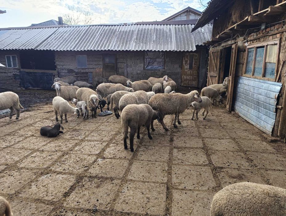 Turma de oi și miei