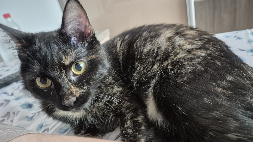 Mia, pisica pentru adoptie